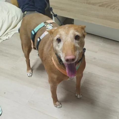 Linda, podenco andaluso, foto 5