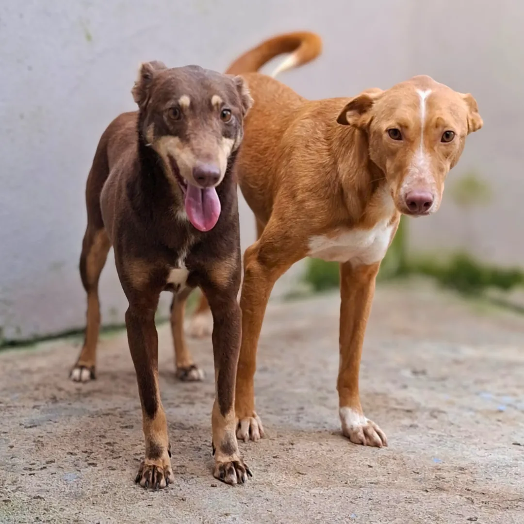 Marineide, podenco portoghese
