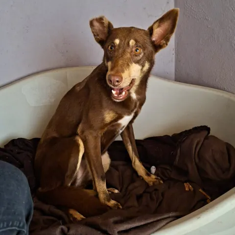 Marineide, podenco portoghese, foto 4