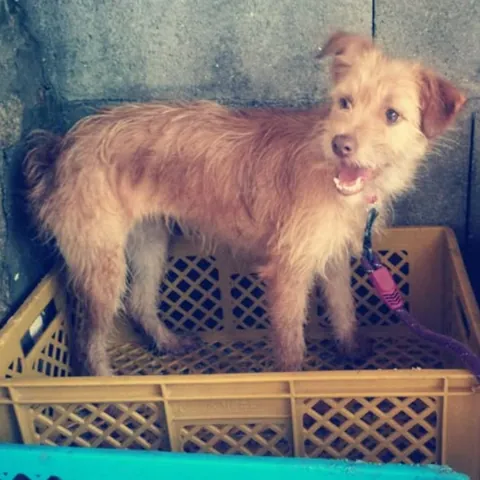 Maya, podenco portoghese, foto 4