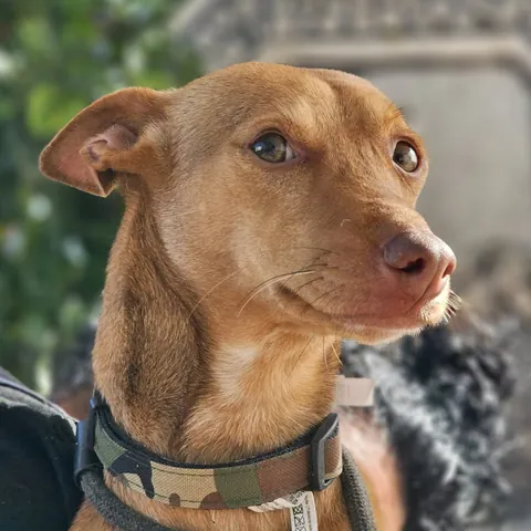 Merlin, podenco andaluso, foto 2