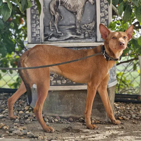 Merlin, podenco andaluso, foto 8