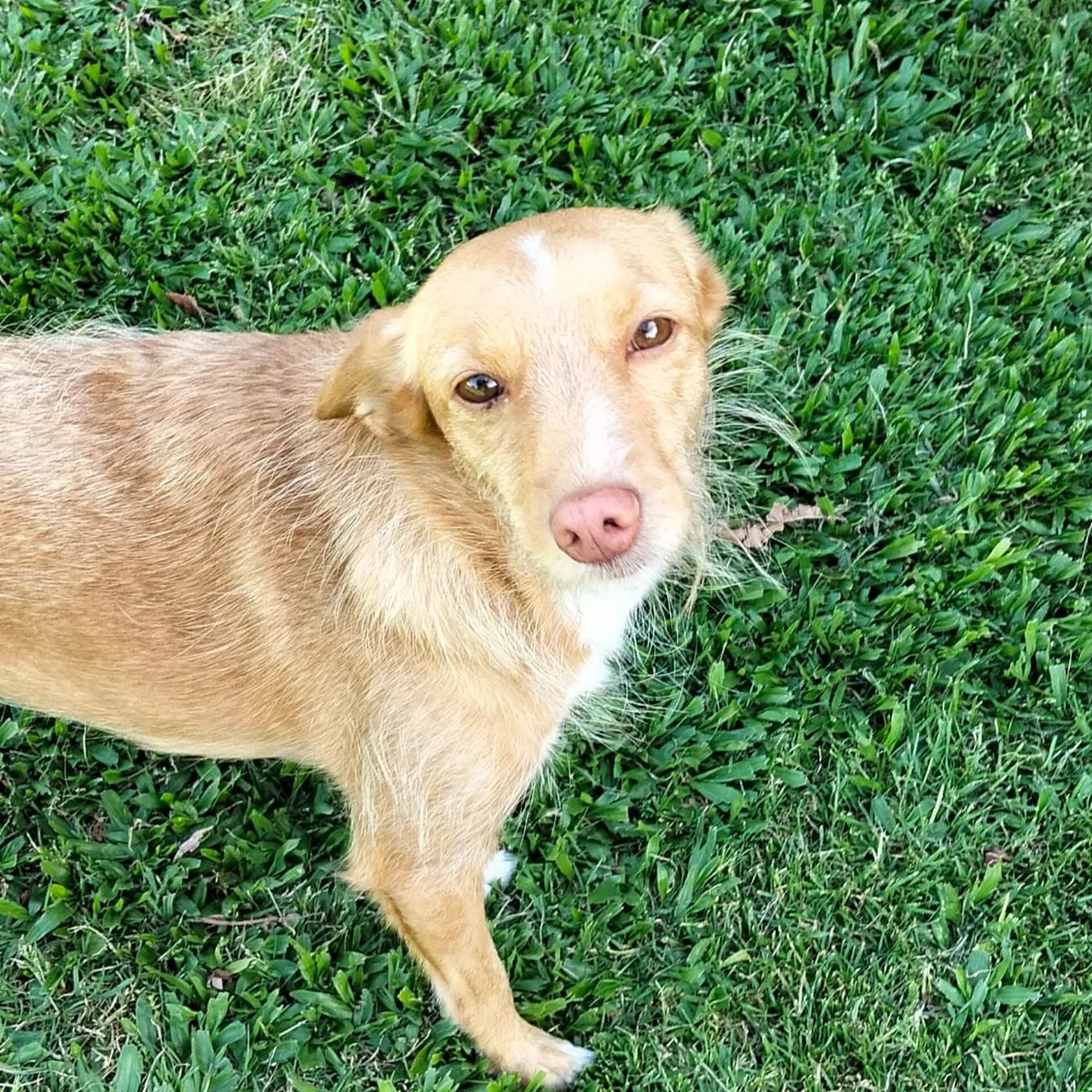 Mimi, podenco portoghese