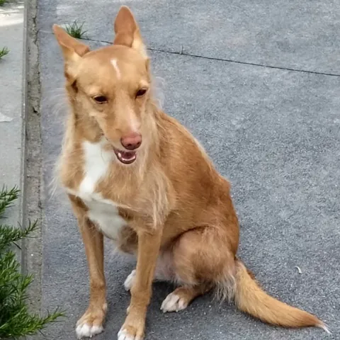 Mimi, podenco portoghese, foto 2