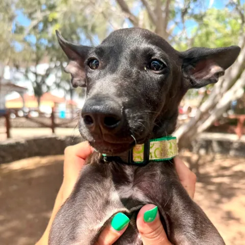 Mogano, podenco canario, foto 2
