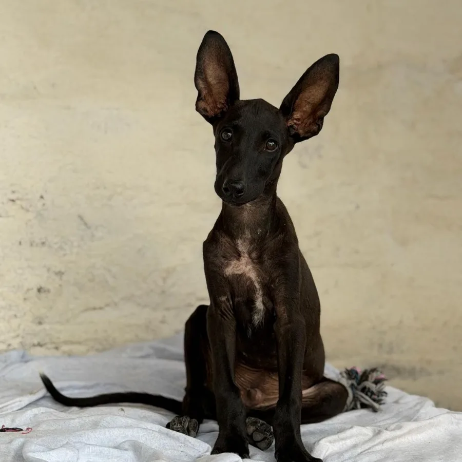 Mogano, podenco canario