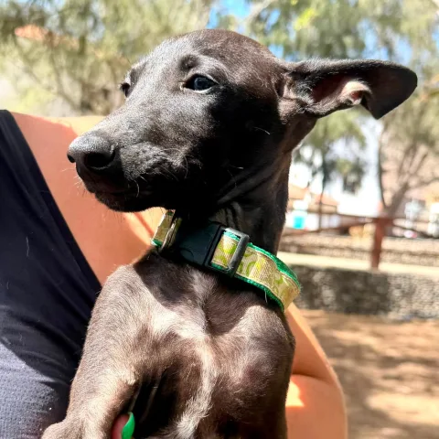Mogano, podenco canario, foto 3