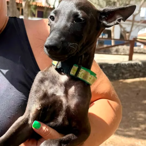 Mogano, podenco canario, foto 4
