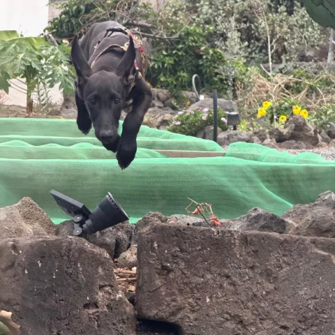 Mogano, podenco canario, foto 5
