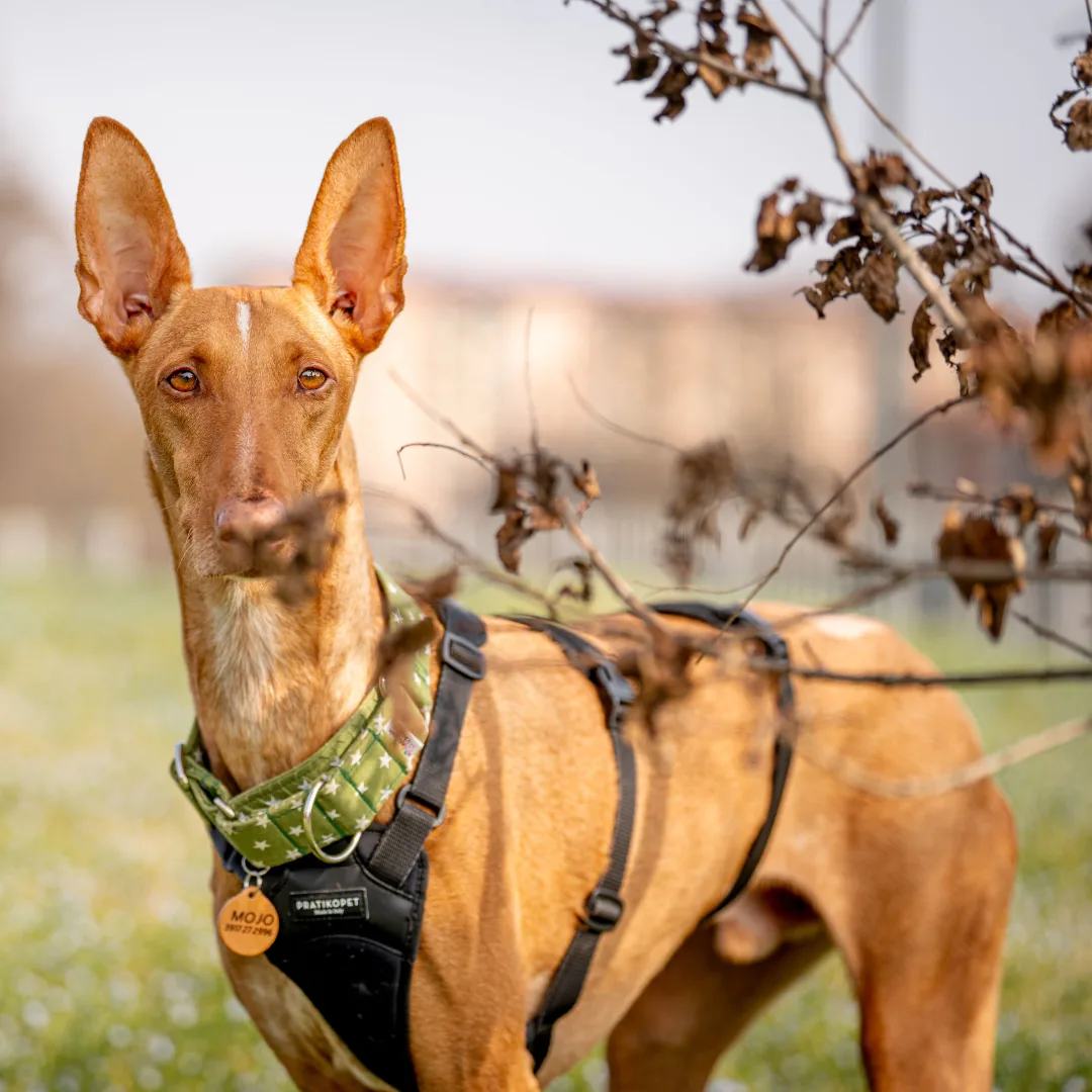 Mojo, podenco canario