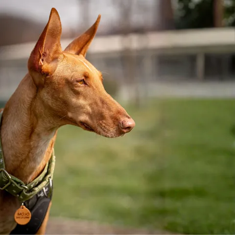 Mojo, podenco canario, foto 10