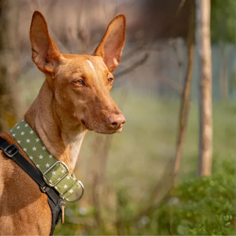 Mojo, podenco canario, foto 13