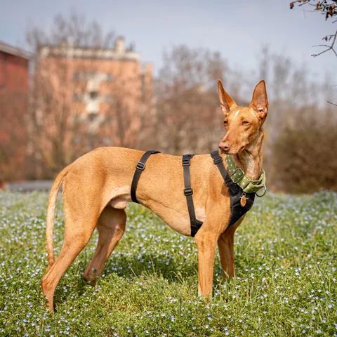Mojo, podenco canario, foto 15