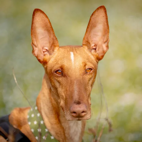 Mojo, podenco canario, foto 2