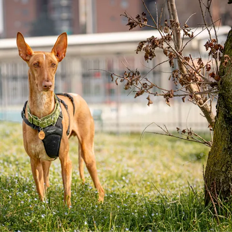Mojo, podenco canario, foto 4