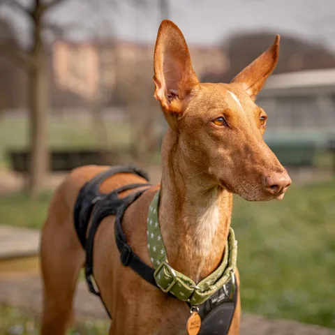 Mojo, podenco canario, foto 5