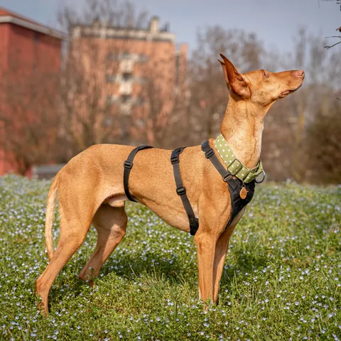 Mojo, podenco canario, foto 6