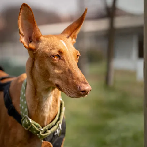 Mojo, podenco canario, foto 7