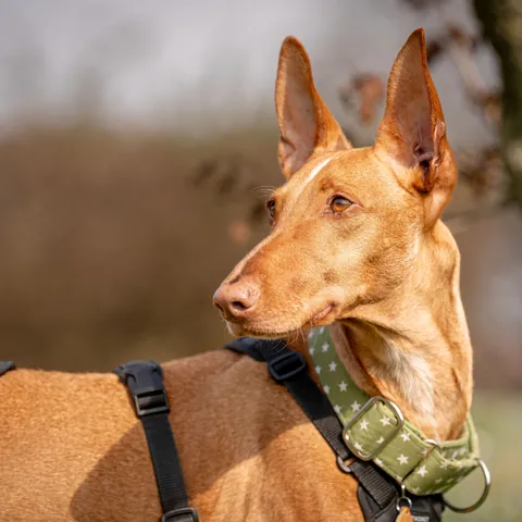 Mojo, podenco canario, foto 8
