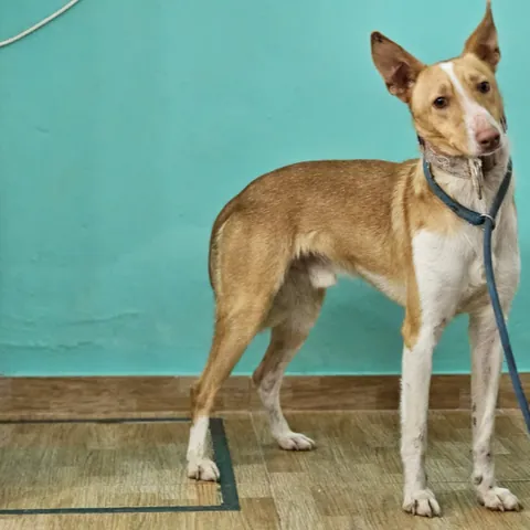 Nautico, podenco andaluso, foto 3