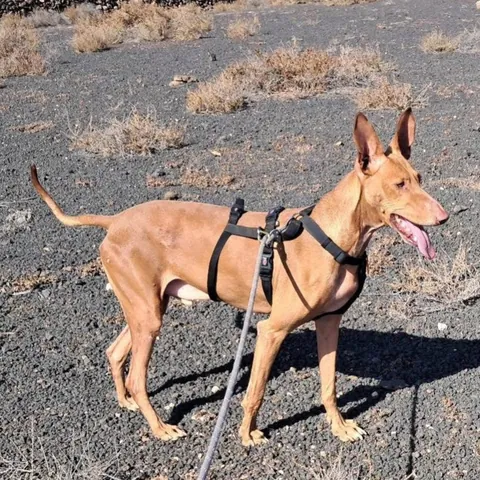 Nino, podenco canario, foto 2