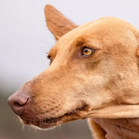 Olivia, podenco canario, foto 6