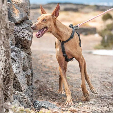 Olivia, podenco canario, foto 8