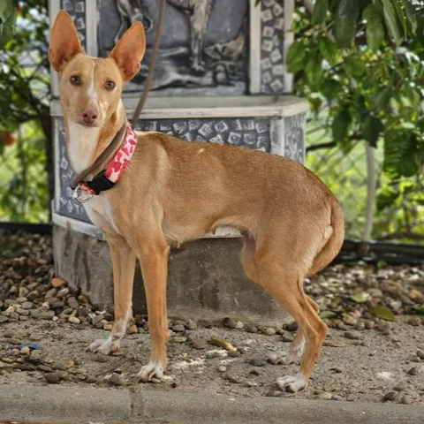 Onda, podenco andaluso, foto 2