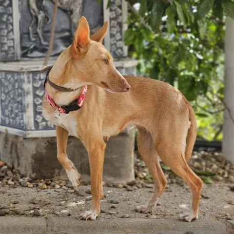 Onda, podenco andaluso, foto 4