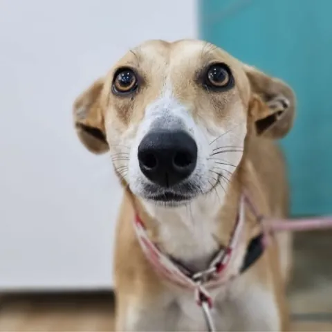 Osira, podenco andaluso, foto 2
