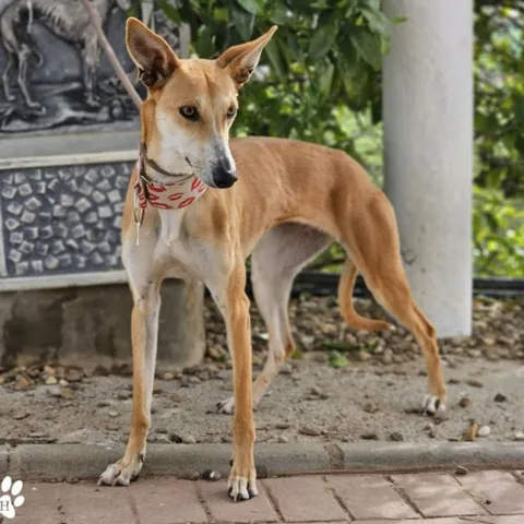 Osira, podenco andaluso, foto 3