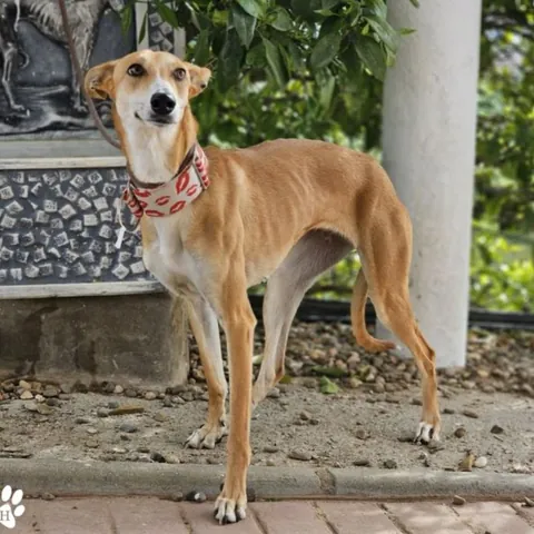 Osira, podenco andaluso, foto 4