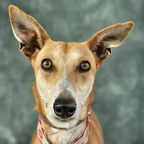 Osira, podenco andaluso, foto 6