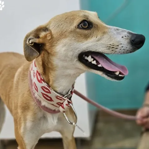 Osira, podenco andaluso, foto 7