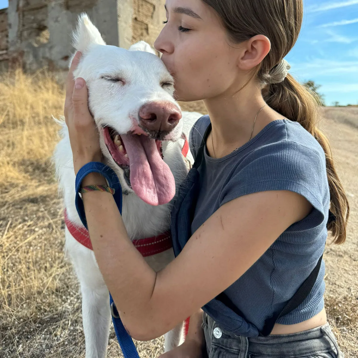 Otilio, podenco andaluso