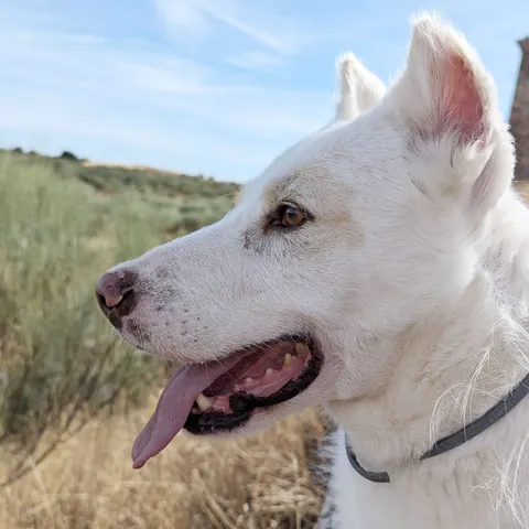 Otilio, podenco andaluso, foto 3
