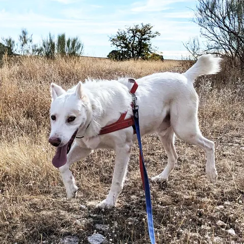 Otilio, podenco andaluso, foto 4