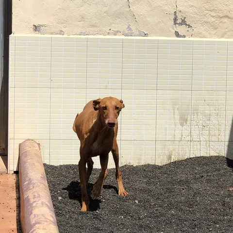 Otto, podenco canario, foto 2