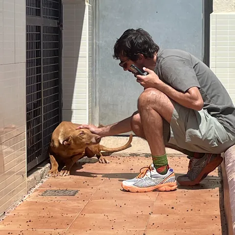 Otto, podenco canario, foto 3