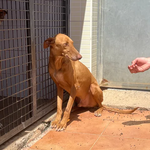 Otto, podenco canario, foto 5