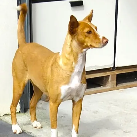 Pandora, podenco portoghese, foto 2