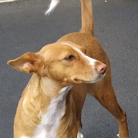 Pandora, podenco portoghese, foto 3