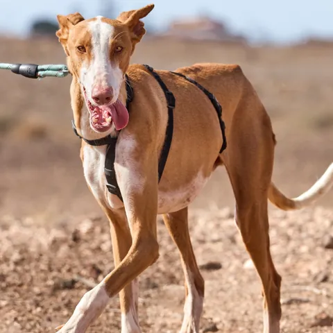 Pepe (ex Blue), podenco canario, foto 2