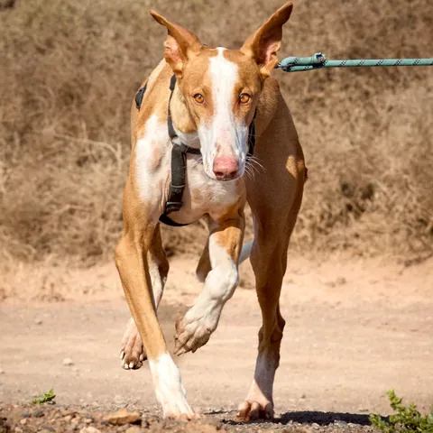 Pepe (ex Blue), podenco canario, foto 3