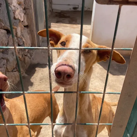 Pepe (ex Blue), podenco canario, foto 4