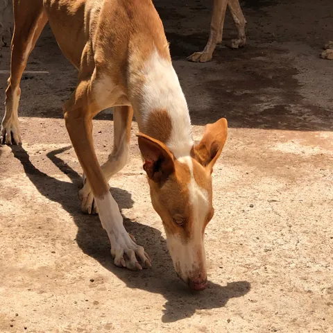 Pepe (ex Blue), podenco canario, foto 6
