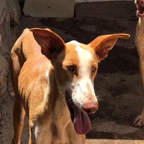 Pepe (ex Blue), podenco canario, foto 7