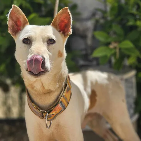Polux, podenco andaluso, foto 2