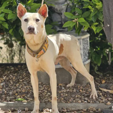 Polux, podenco andaluso, foto 3