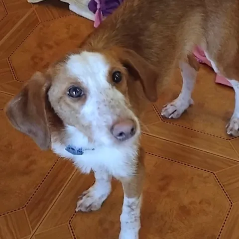 Rocco, podenco portoghese, foto 2